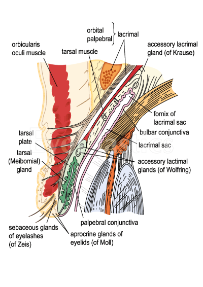 Ocular Anatomy Boise | Eye Biology Information Idaho